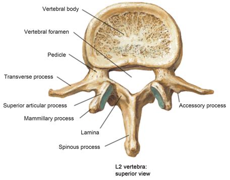 Adjacent Level Vertebral Fractures in Patients Operated with ...