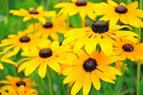 Black Eyed Susan Flower: Tips For Growing Black Eyed Susans