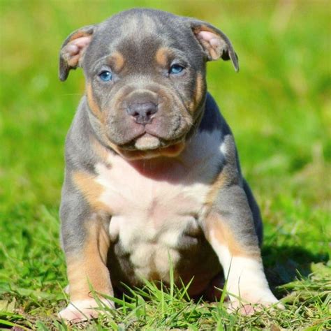 Pitbull Chiot puppy puppies American bully XL XXL Bully Pitbull a ...