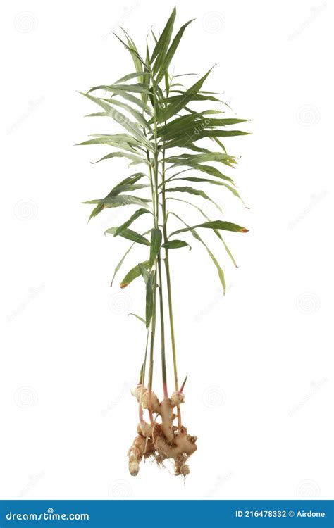 Ginger Plant, Root and Leaves, Freshly Harvested Stock Photo - Image of ...