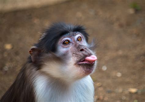 How Many Types of Monkeys Are There in the World? | Reader's Digest