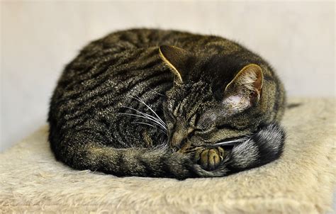 Jak mogę sprawdzić, czy mojemu kotu jest zimno? How to Keep a Cat Warm ...