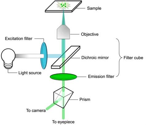 Fluorescence Microscopy: An Easy Guide for Biologists