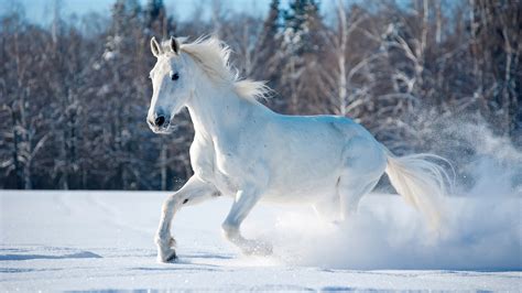 White Horse Running in Nature Snow Field Scenery 4K Wallpaper ...