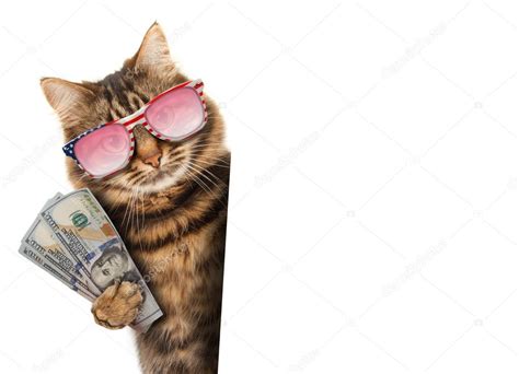 Money Funny Cat Memes