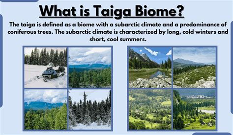 Taiga Biome-Characteristics, Location, Climate, Temperature, and Examples