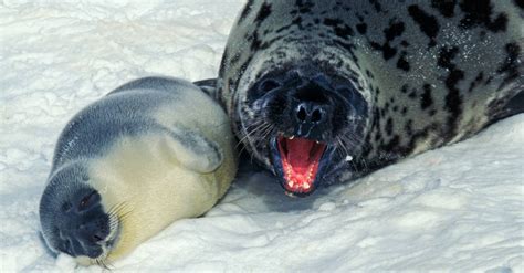 Hooded Seal - A-Z Animals