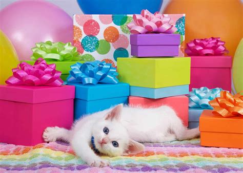 Planning a Birthday Party For Your Cat - Cole & Marmalade