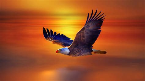 High Resolution Flying Eagle 4K 8K HD Wallpapers | HD Wallpapers | ID ...