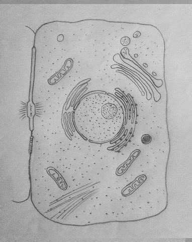 View Plant Cell Diagram Pencil Sketch PNG | Kunne Diagram