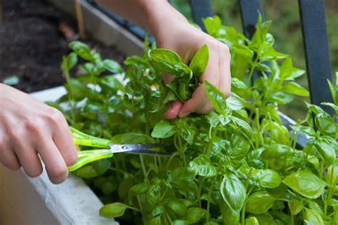 How to Grow Basil from Cuttings (The Ultimate Guide) – Green Garden Tribe