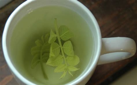 Black Walnut Leaf Tea. | Medicinal tea, Herbalism, Herbs for sleep