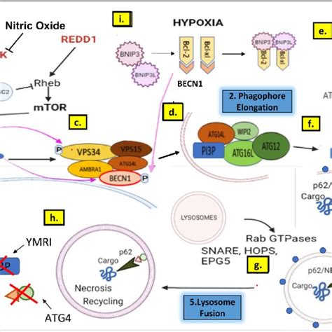 Effect of autophagy inhibitors on drug resistant cancer cells ...