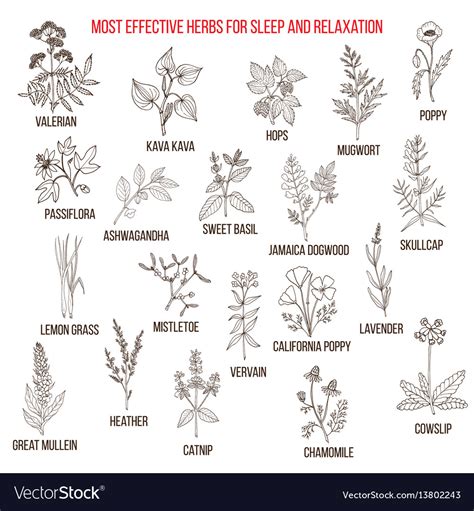 Best herbal remedies for sleep and relaxation Vector Image