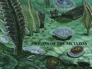 PPT - ORIGINS OF THE METAZOA PowerPoint Presentation, free download ...