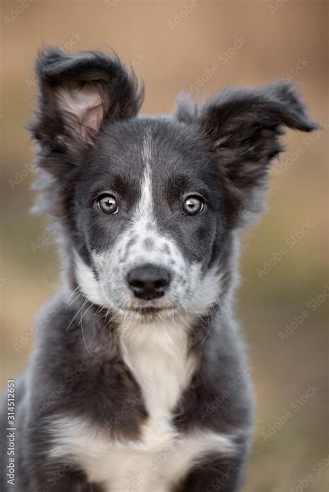 When Do Border Collie Puppies Ears Stand Up