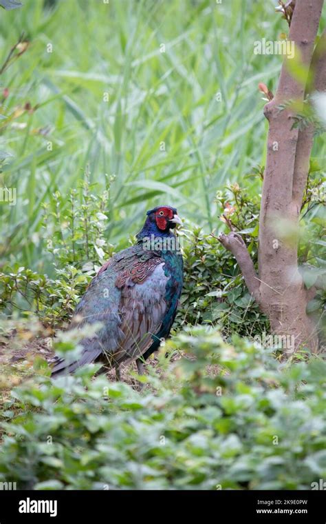 The green pheasant, also known as the Japanese green pheasant Stock ...