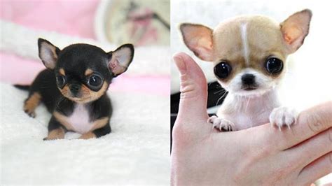 Full Grown Teacup Chihuahua - Regular Chihuahua Vs Teacup Chihuahua ...