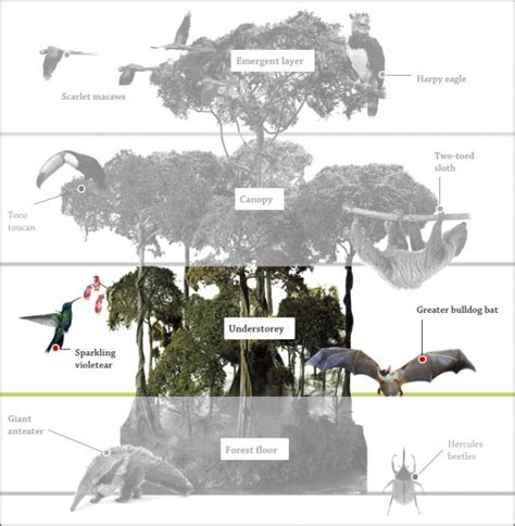 Rainforest Floor Layer Facts - Home Alqu