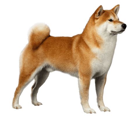 Shiba Inu - Dog Breed Health, History, Appearance, Temperament, and ...