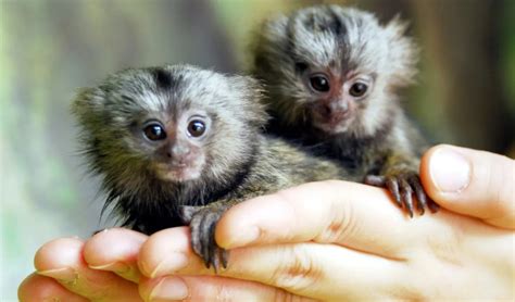 What is the pygmy marmoset like, the smallest monkey in the world that ...