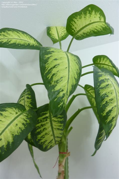 Plant Identification: CLOSED: Need Identification for tall houseplant ...