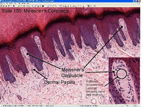 Integumentary System Histology Laboratory Orientation Skeletal Muscle Slide