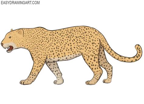 How to Draw a Leopard - Easy Drawing Art