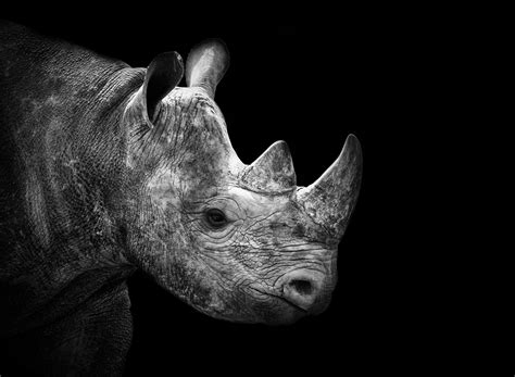 The state of Africa's rhino - Africa Geographic