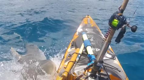 Cheating Death: Watch Terrifying Tiger Shark Attack On Kayaker In ...