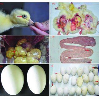 | Clinical symptoms and pathological changes of breeder goose infected ...