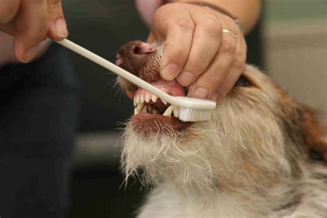 How to Get a Professional Teeth Cleaning for Your Dog