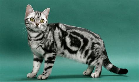 American Shorthair Cat Breed Information