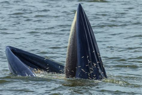 How Do Whales Survive By Eating Krill? » ScienceABC