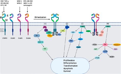 Figure 2 from Molecular Targeting Therapy against EGFR Family in Breast ...