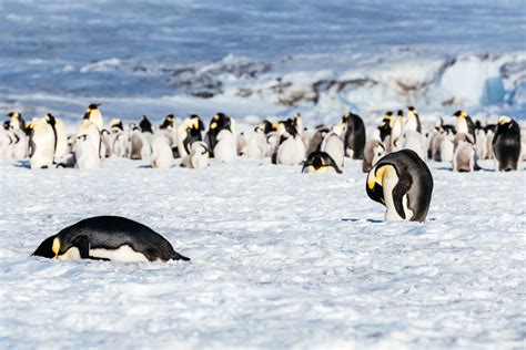 Emperor Penguins Habitat