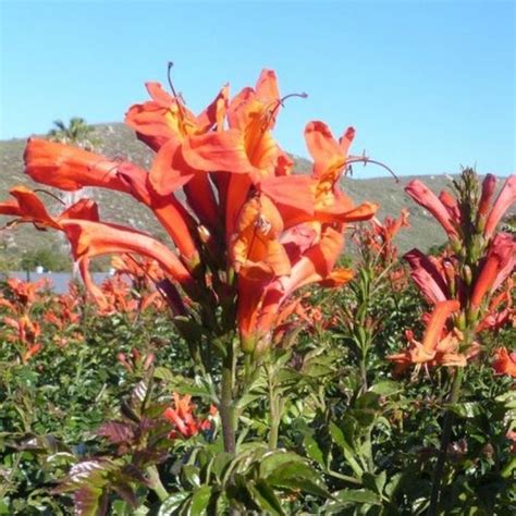 Cape Honeysuckle | Star Nursery Garden and Rock Centers