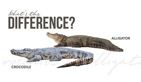 Difference between Crocodiles and Alligators | Thomson Safaris