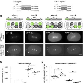 Expression levels of four embryonic tubulin isotypes. (A) Four tubulin ...