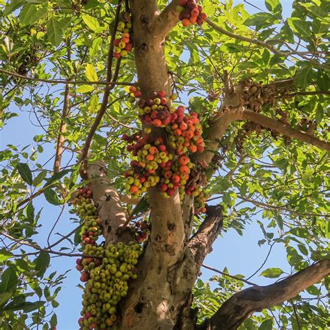 Buy Cluster fig, Gular Tree online at Nursery Nisarga