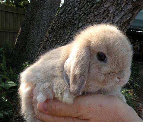 Holland Lop | Rabbit | Information,Pictures,History and Health ...