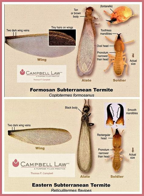 Formosan vs. Eastern Subterranean Termites: Do You Know the Difference ...