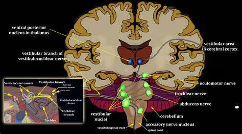 Vestibular Nerve Brain