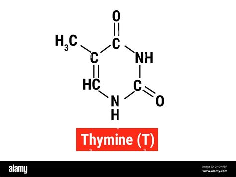 Chemical structure of Thymine (T Stock Vector Image & Art - Alamy