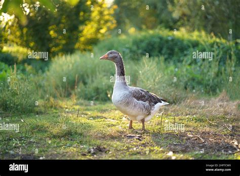 Domestic goose. Goose farm. geese enjoy a morning walk in the farm ...