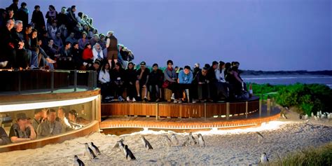 Phillip Island Penguin Parade | Phillip Island