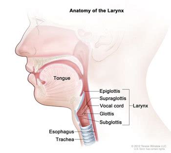 Signs and Symptoms of Laryngeal Cancer