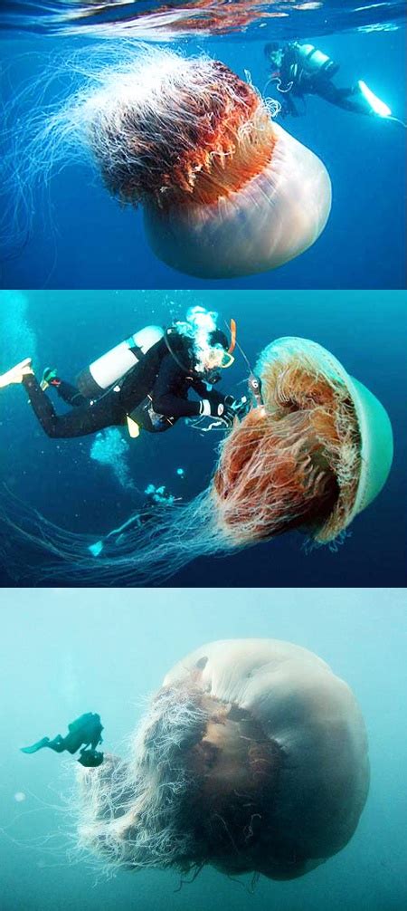 The Lions Mane Jellyfish -- largest jelly fish in the world ...