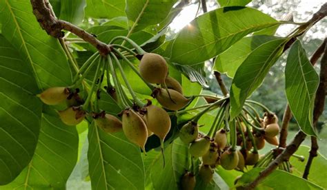 Mahua Tree: Grow and care tips for Madhuca Longifolia