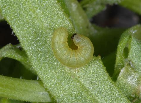 European Lepidoptera and their ecology: Spodoptera exigua